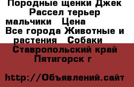 Породные щенки Джек Рассел терьер-мальчики › Цена ­ 40 000 - Все города Животные и растения » Собаки   . Ставропольский край,Пятигорск г.